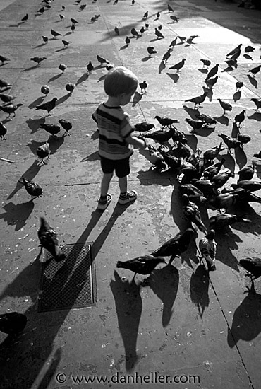traf-pigeons-0003.jpg