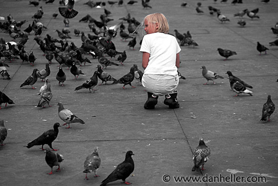 traf-pigeons-0005.jpg