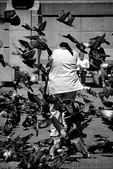 traf-pigeons-0008.jpg