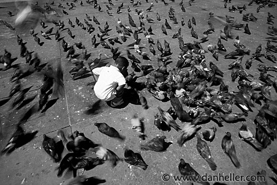 traf-pigeons-0012.jpg