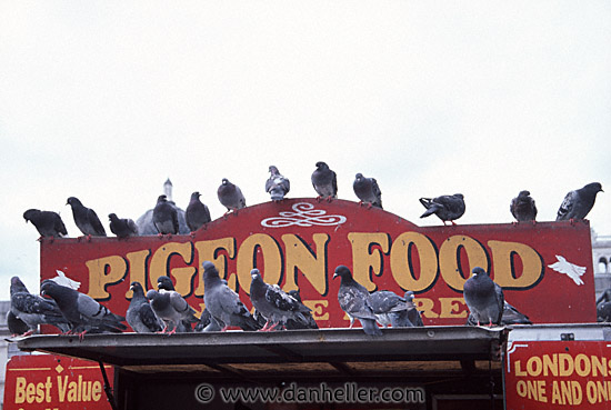 traf-pigeons-0014.jpg