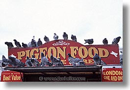 cities, england, english, europe, horizontal, london, pigeons, traf, trafalgar, united kingdom, photograph