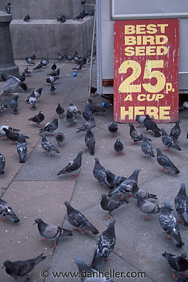 traf-pigeons-0015.jpg