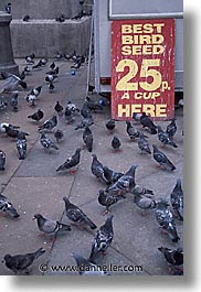 cities, england, english, europe, london, pigeons, traf, trafalgar, united kingdom, vertical, photograph