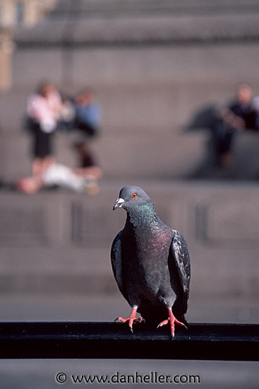 traf-pigeons-0016.jpg