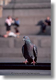 cities, england, english, europe, london, pigeons, traf, trafalgar, united kingdom, vertical, photograph