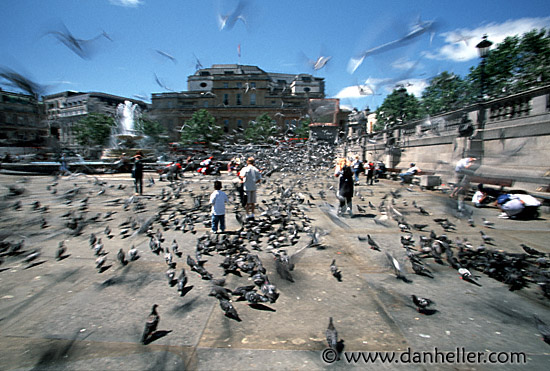 traf-pigeons-0017.jpg