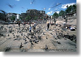 cities, england, english, europe, horizontal, london, pigeons, traf, trafalgar, united kingdom, photograph