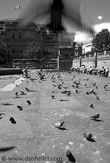 traf-pigeons-0018.jpg