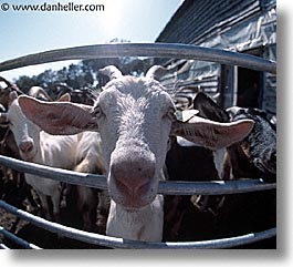 corsica, europe, faces, france, fromagerie, goats, horizontal, photograph