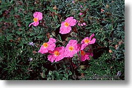corsica, europe, flowers, france, horizontal, pink, photograph