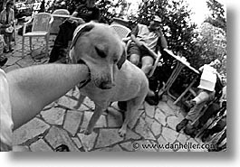 black and white, corsica, dogs, europe, france, horizontal, play, photograph