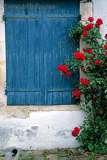 roses-window-1.jpg