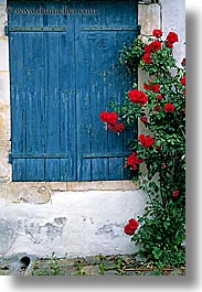 europe, flowers, france, ile de re, roses, vertical, windows, photograph