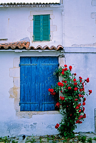 roses-window-2.jpg