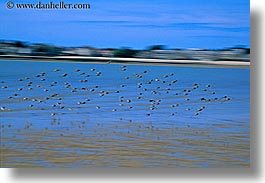 birds, europe, flying, france, horizontal, la baule, motion blur, sand, photograph