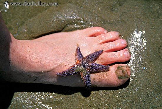 star_fish-n-foot.jpg