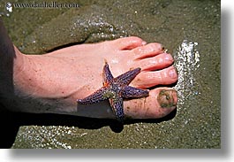 europe, feet, france, horizontal, la baule, sand, star fish, photograph