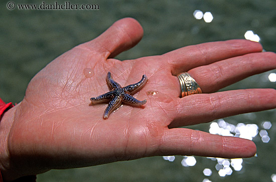 star_fish-n-hand.jpg