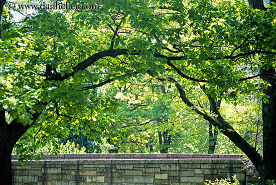 trees-n-stone-wall.jpg