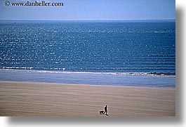 beaches, dogs, europe, france, horizontal, la baule, sand, walking, photograph
