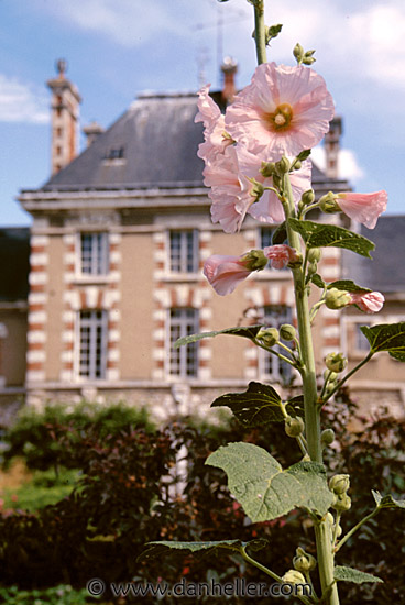 flower-bldg.jpg