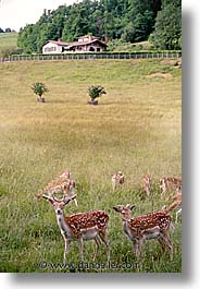 deer, europe, france, lyon, vertical, photograph
