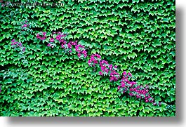 europe, flowers, france, horizontal, ivy, leaves, nice, photograph