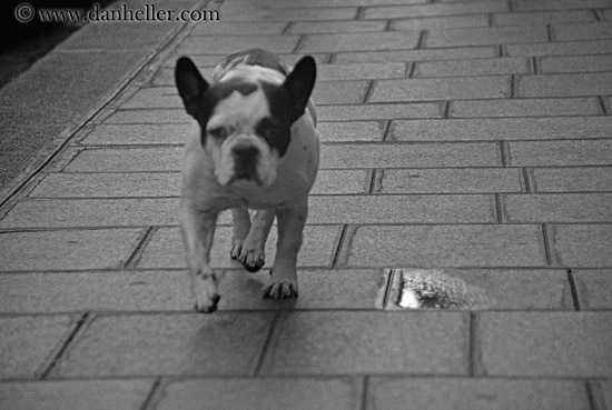 french-bulldogs-1.jpg