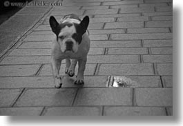 black and white, bulldogs, dogs, emotions, europe, france, french, horizontal, humor, paris, photograph