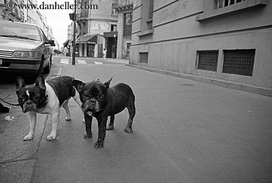 french-bulldogs-2.jpg