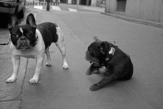 french-bulldogs-3.jpg