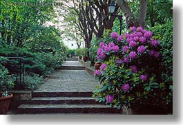 cobblestones, europe, flowers, france, horizontal, paris, purple, sidewalks, photograph