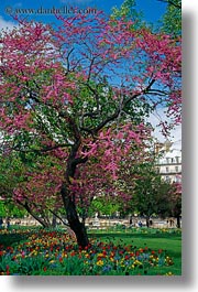 images/Europe/France/Paris/Flowers/tree-w-pink-flowers-1.jpg