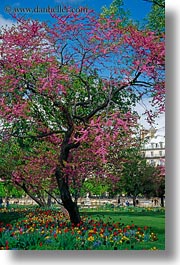 europe, flowers, france, paris, pink, trees, vertical, photograph