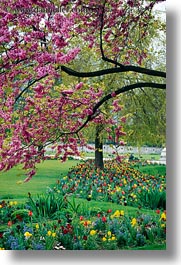 europe, flowers, france, paris, pink, trees, vertical, photograph