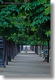 europe, flowers, france, paris, trees, tuilleries, tunnel, vertical, walk, photograph