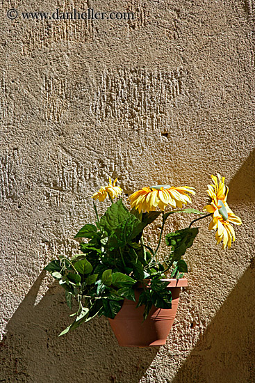 flowers-on-wall-3.jpg