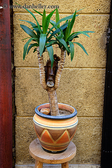 dragon-plant-in-pot.jpg