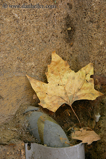 leaf.jpg