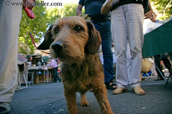 scruffy-dog.jpg