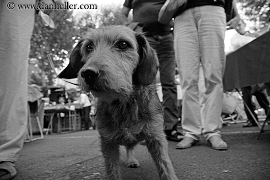 scruffy-dog-bw.jpg