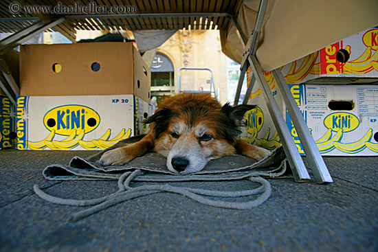 sleeping-dog.jpg