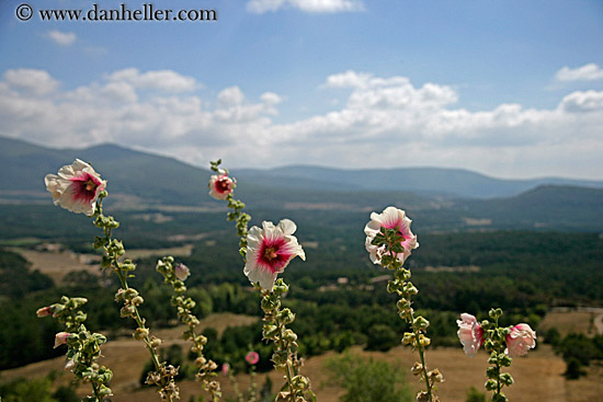 hibiscus-n-scenic.jpg