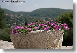 bargeme, europe, flowers, france, horizontal, nature, provence, purple, photograph