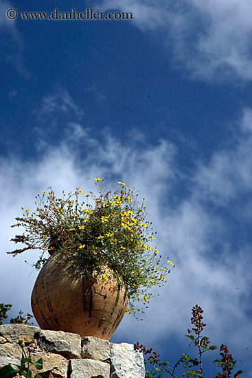 yellow-flowers-n-sky.jpg