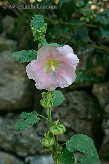 pink-hibiscus-1.jpg