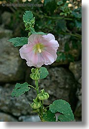 castellane, colors, europe, france, green, hibiscus, pink, provence, vertical, photograph