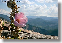 castellane, clouds, colors, europe, france, hibiscus, horizontal, nature, pink, provence, sky, photograph