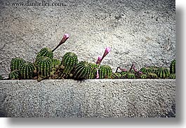cactus, colors, europe, fayence, flowers, france, green, horizontal, provence, photograph